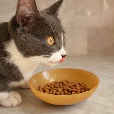 Natural Balance Limited Ingredient Dry Cat Food Review Premium Quality