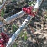 Image result for Schotia capitata