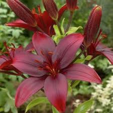 This strain produces thick buds with huge calyxes that are completely encrusted with trichomes. 8 Count Lilies Black Jack Bulbs Lowes Com Lily Bulbs Garden Flower Beds Season Plants