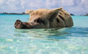 Maybe you would like to learn more about one of these? Fique De Olho Temporada De Furacoes No Caribe Por Destino