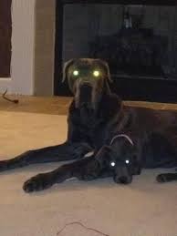Check spelling or type a new query. Akc European Great Danes For Sale In Nashville Tennessee Classified Americanlisted Com