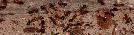 Kilter provides exceptional termite and pest control for orange county, california. What Is The Difference Between Carpenter Ant And Termite Damage In Honolulu Hi Sandwich Isle Blog