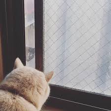来たなっ ニャルソック中 前とは違う野良猫が やって来ました さぁ どうする しなもん それより 後ろ姿がドラえもんのよう 野良猫 ニャルソック ニャルソック中 ご対面 エキゾチックショートヘア しなもん シナモン 愛猫 ねこ 猫 にゃんこ うちの猫 猫との