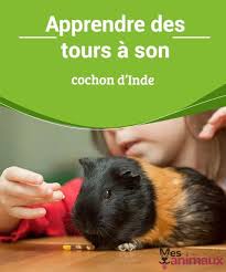 Epingle Sur Animaux Mignon
