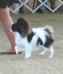Black And White Papillon Dog Papillon Dog Breed Shedding Black And White Warkope Online Teyuss Papillon Dog Dog Breeds Toy Dog Breeds