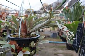 Image result for Exochaenium platypterum