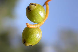 Image result for Cassytha filiformis