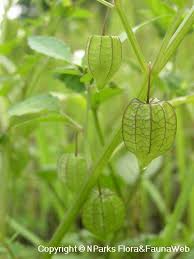 Image result for Physalis lagascae