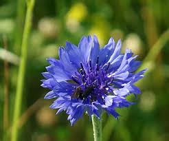 1.5 to 2.5 miles roundtrip kirby nature trail map | turkey creek unit trails map. Wildflower List
