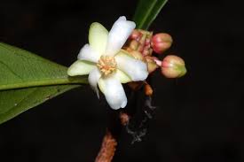 Image result for Ochnaceae