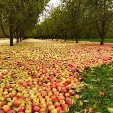 Pin By Jirina Warkoczkova On Agile Apple Garden Cool Pictures Of Nature Fruit Garden