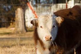 All cattle are sold halter and lead trained, weaned, and up to date on vaccines and health testing if old enough. Why Mini Herefords Dream On Cattle Co