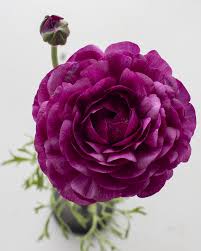 Image result for Ranunculus raeae