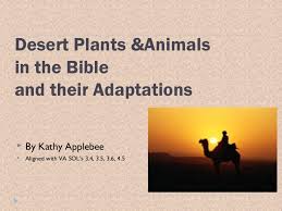 This group of pictures is all hd resolution, jpg format, large picture, beautiful desert scenery slide background picture, you can download it for free. Desert Animal Adaptations
