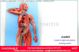 Poster das lymphsystem des menschen gelamineerd. Lymphsystem Modell Menschen System Modell Simulation Anatomischen Lymphsystem Anatomie Medizinische Model Gasen Xz010 System Model Model Anatomyhuman Anatomy Model Aliexpress