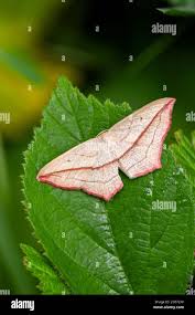 Image result for Timandra comae