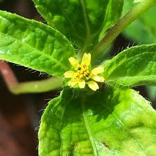 Image result for Synedrella