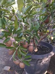 Maybe you would like to learn more about one of these? Salam Semua Anak Pokok Ciku Mega Zuan Online Nursery Facebook