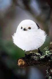 Pin By Ama Lilhil On Animal Wild Birds Photography Cute Birds Pet Birds