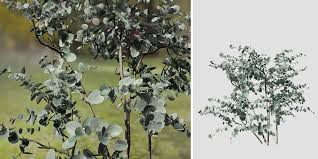 The silver dollar gum is botanically called eucalyptus polyanthemos. Silver Dollar Eucalyptus Seedling Speedtree