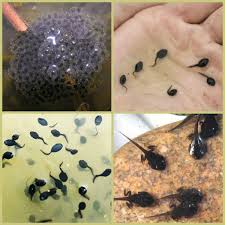 I may receive a commission for purchases made through product links on this page, but i always stand by my frogs prefer to lay their eggs in small pools of water that will start to dry up in the summer to keep fish away. Looking After Tadpoles Tips To Help You Do It Successfully The Pet Blog Lady Celebrating Our Pets