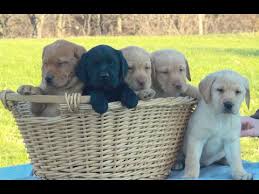Maybe you would like to learn more about one of these? Lab Puppies For Sale In Michigan Under 500 07 2021