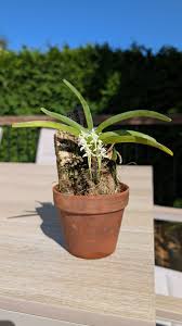 Image result for Cyrtorchis praetermissa