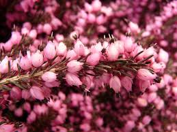 Its rounded, bushy shape and tendency to spread make it a perfect ground cover. Mediterranean Pink Heather Glover Nursery