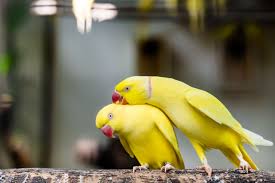 Parakeets are very active birds. 5 Fun Facts About Indian Ringneck Parakeets