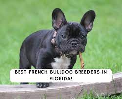 * a florida state health certificate certifying that the puppy is healthy and approved for sale will be provided. 5 Best French Bulldog Breeders In Florida 2021 We Love Doodles