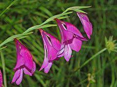 Gladiolus Palustris Wikipedia Gladiolus North Facing Garden Beautiful Flowers