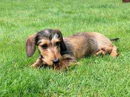 I am bringing him for his first grooming tomorrow. Grooming Long Haired Dachshunds The Essential Guide With Photos