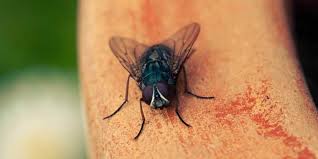 If you're controlling flies outside to stop them from coming inside, then electrical fly killers are easy enough to install. Get Rid Of Flies Fast Essex Pest Control Pest Id