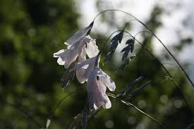 Image result for Dierama formosum × plowesii