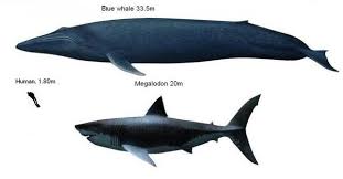 Blue whale facts for kids blue whale information about. Is A Megalodon Bigger Than A Blue Whale Quora