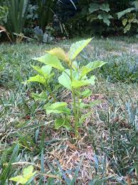 Aspen Roots Showing | Forestry | Extension | USU