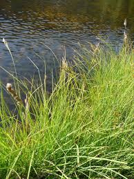 Image result for Carex leptosaccus