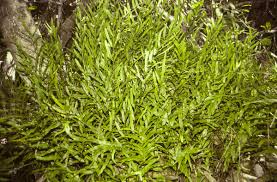 Image result for Lindsaea ensifolia