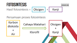 Fotosintesis adalah proses tumbuhan mengubah sinar matahari menjadi makanan atau energi. Kuiz Tumbuhan Tahun 4 Science Quiz Quizizz