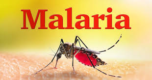 Image result for Malaria