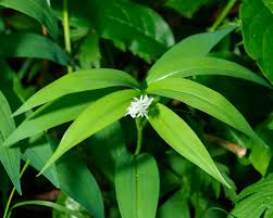 Image result for Triumfetta dekindtiana