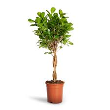 Image result for Ficus tremula