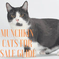 Why buy a munchkin kitten for sale if you can adopt and save a life? Munchkin Cats For Sale Guide Cats For Breeding Informations