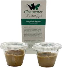 Check spelling or type a new query. Amazon Com Clearwater Butterfly Company 10 Live Caterpillars To Grow Painted Lady Butterflies Kit Ready To Ship Now Toys Games