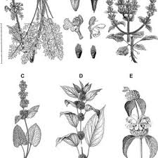 Image result for Aeollanthus homblei