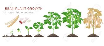 Bean Plant Growth Stages Infographic Elements In Flat Design Royalty Free Cliparts Vectors And Stock Illustration Image 124762686