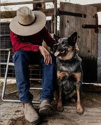 Everything Australian On Instagram How Many Aussie Icons Can You Count In This Beaut Pic By S Tatephoto Mans Best Friend Australian Cattle Dogs Best Friends