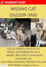 I think that calico cats are the halloween cat with their orange and black and w. Lost Female Cat In Hawaiian Gardens Ca 90716 Named Callie Id 5187435 Pawboost