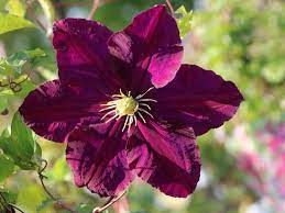 We did not find results for: Clematis Warszawska Nike Clematis Warszawska Nike Baumschule Horstmann