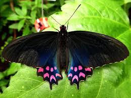 Parides Photinus Pink Spotted Cattleheart Uk Butterfly Flowers Pink Animals